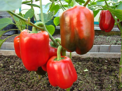 Перец Калифорнийское чудо – это один из наиболее любимых сортов
