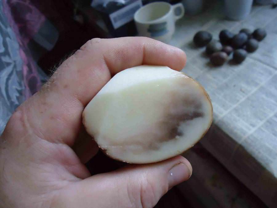 Почему картофель черный внутри.