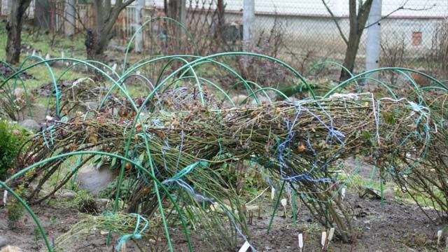 Розариум Ютерсен вырастает достаточно крупным, поэтому для хорошего роста и цветения кусты розы необходимо обязательно пригибать на зимний период, что позволит сохранить основную массу побегов