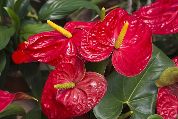 Антуриум вполне заслуженно и правильно называется цветком женское счастье