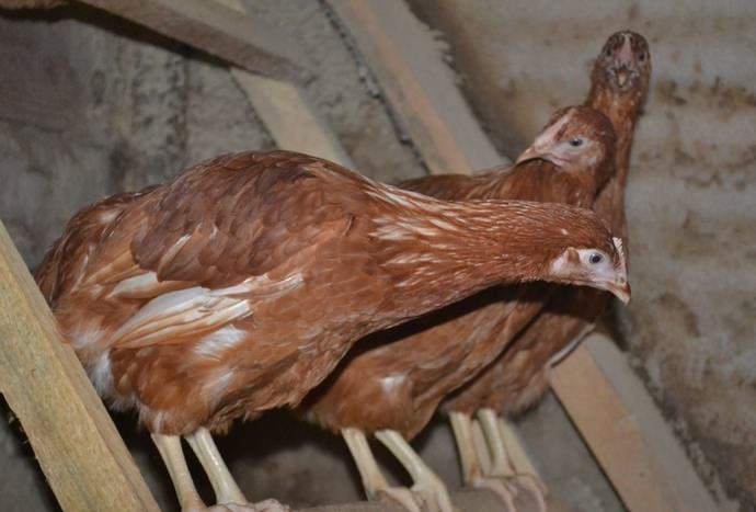 Молодками называют куриц первого года жизни