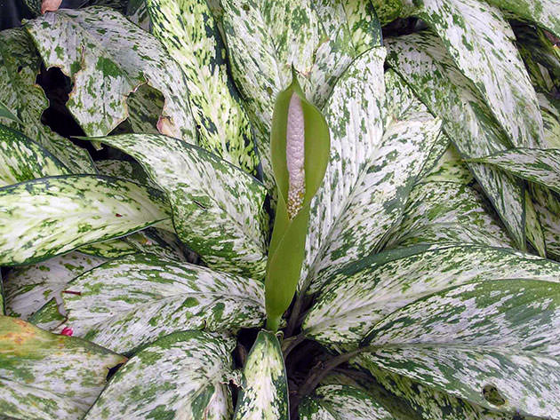 Диффенбахия пёстрая или раскрашенная (Dieffenbachia picta)