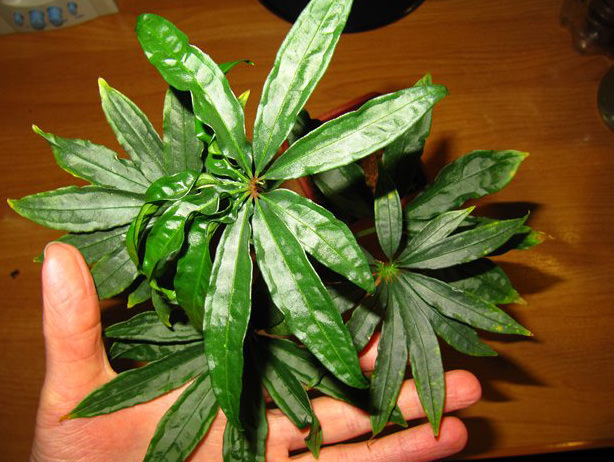 Антуриум многорассеченный (A.polyschistum)