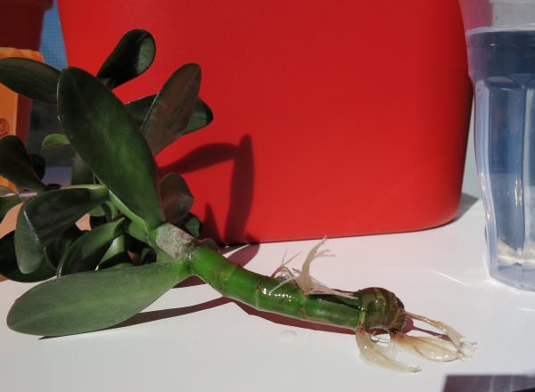 Начинающие цветоводы достаточно часто самостоятельно высаживают комнатное растение отростком