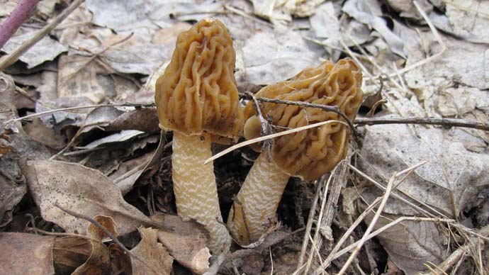 Первыми весной появляются немногочисленные разновидности сморчков