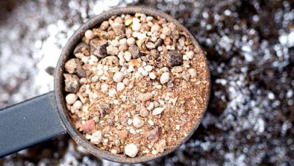 Чтобы получить максимально качественные плоды томата следует отдавать предпочтение сбалансированному минеральному питанию растений