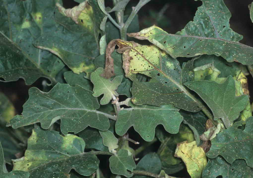 Если пропущены первые признаки заболевания, то очень часто наступает критическое снижение урожайности или растение гибнет