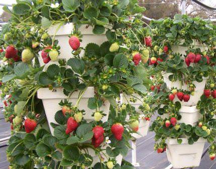 Вертикальные грядки для клубники своими руками — отличное решение