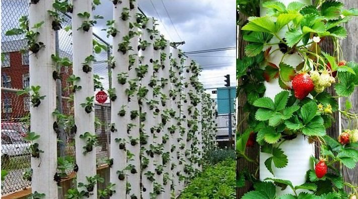 Вертикальные грядки для клубники своими руками сделать несложно
