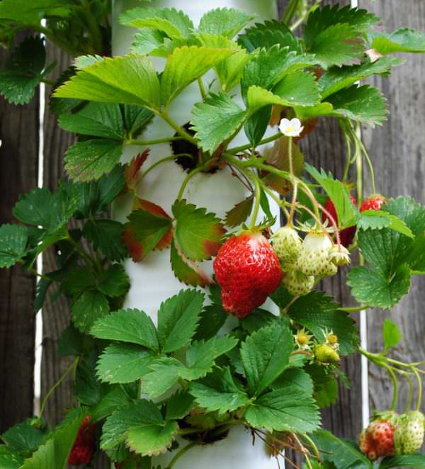 Такие вертикальные грядки очень удобны. Пластик не перегревается на солнце, птицы не трогают урожай ягод