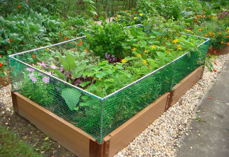 Высокие грядки находят все большее количество почитателей в районах с рискованным земледелием