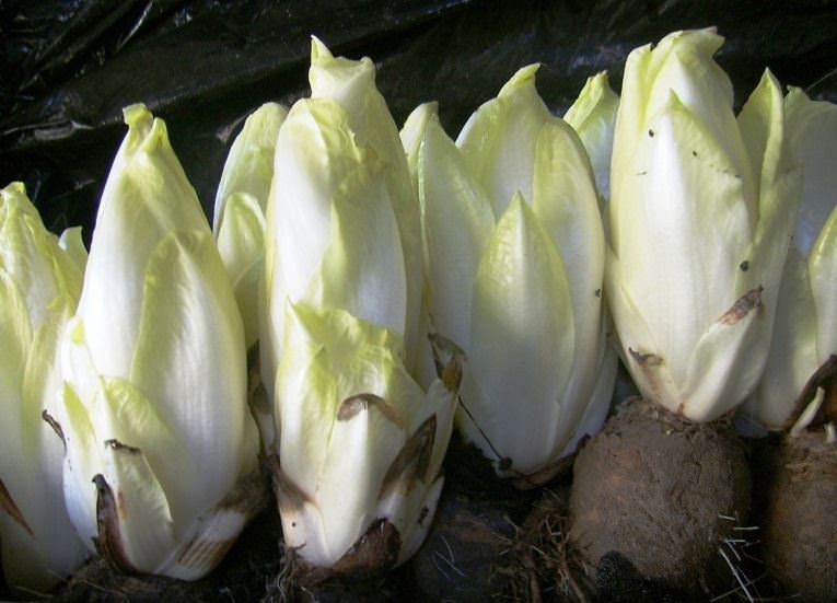 Как выращивать витлуф (салатный цикорий)