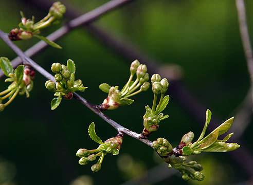 Правильная обработка вишни ранней весной от вредителей и болезней