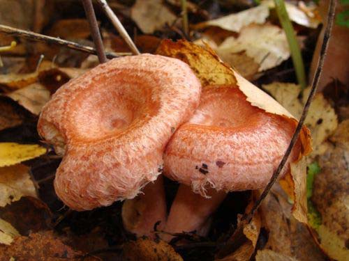 Волнушка очень распространена в наших лесах