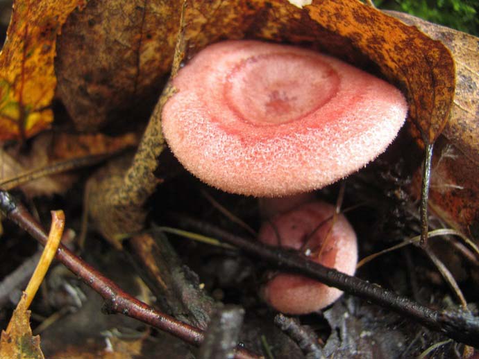 Розовая разновидность волнушки – чаще всего произрастает в березовых рощах или смешанных лесопосадках с березами