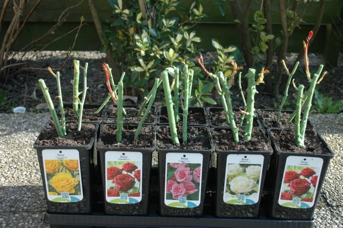 Чтобы не допустить распространения заболевания на розах, необходимо приобретать посадочный материал сортов, которые обладают достаточной генетической устойчивостью к наиболее распространенным грибковым болезням, включая мучнистую росу