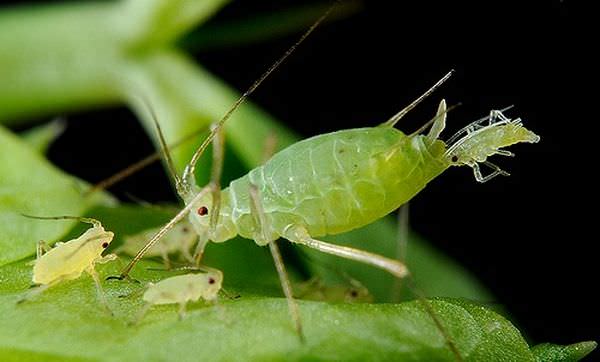 Комнатный клен может подвергнуться нападению тли