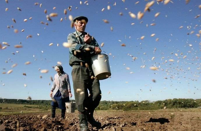 Желательно отдавать предпочтение посевным работам вразброс, что позволит получить оптимальную плотность посадки сидеральной культуры и достаточное количество зеленой массы растения