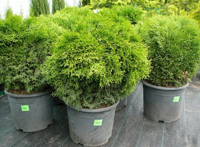 Покупая тую в питомниках в готовых контейнерах хорошо иметь возможность осмотреть корневую систему