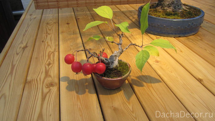 Яблоня домашняя, возраст — 12 лет ©arambel.ru