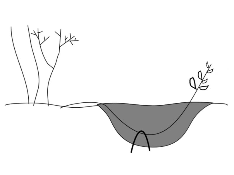 Можно размножать садовую голубику отводками