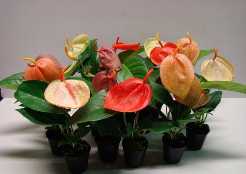 Особой популярностью пользуется антуриум Шерцера микс, представленный несколькими сортами