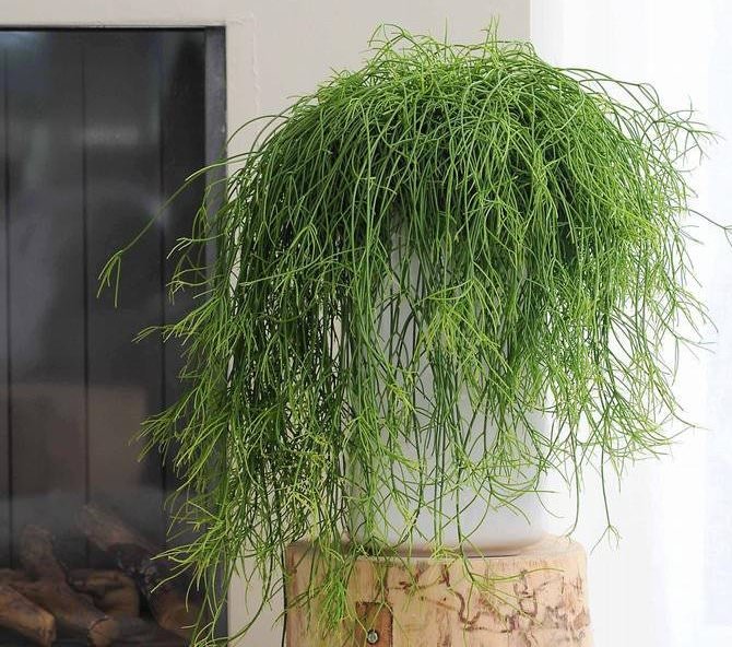 Рипсалис микс (R.mix)