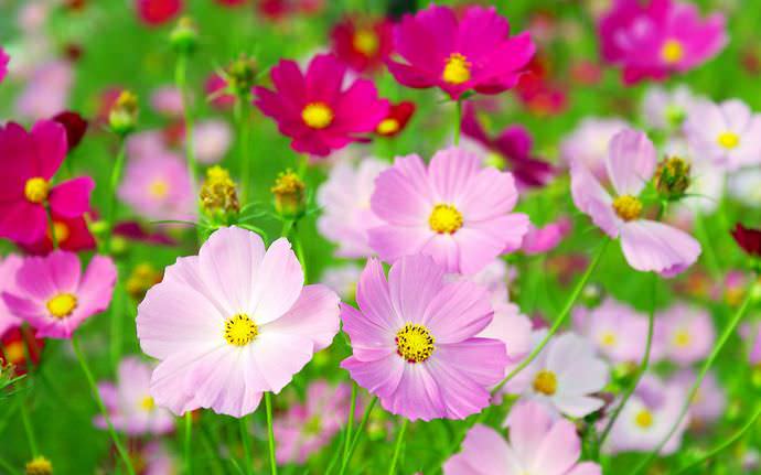 Космея является холодостойким и относительно засухоустойчивым растением