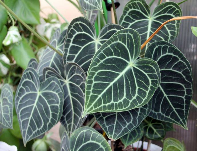 Антуриум хрустальный (A.crystallinum)