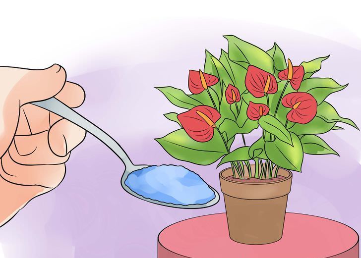 Подкармливать антуриум рекомендуется раз в месяц универсальным минеральным удобрением в половинной дозе