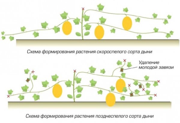 Формирование плодов дыни осуществляется на ответвлениях, растущих в боковом направлении, поэтому главный стебель следует подвергнуть прищипке над пятым листочком
