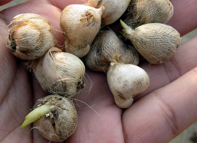 Хранение луковиц фрезии производится при температуре в 10-12 °C