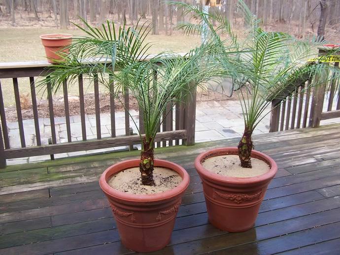 Чтобы получить здоровое декоративное растение, его необходимо подкормить в весенний и летний период