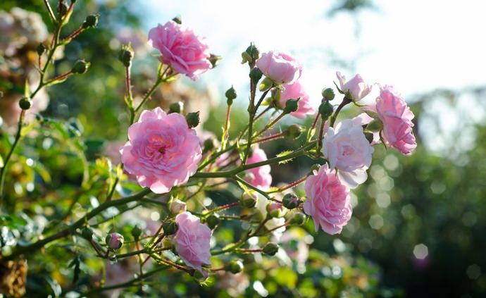 Миниатюрные розы прекрасно растут в полутени и отличаются нетребовательностью к почвенному составу