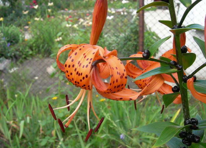 Размножение тигровой лилии осуществляется почковыми луковичками, которые следует собирать с растений в последней декаде августа