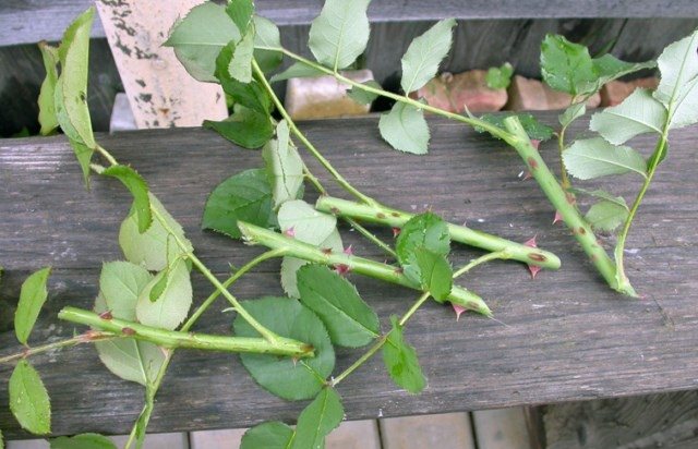 Лучшим временем для проведения черенкования считается август