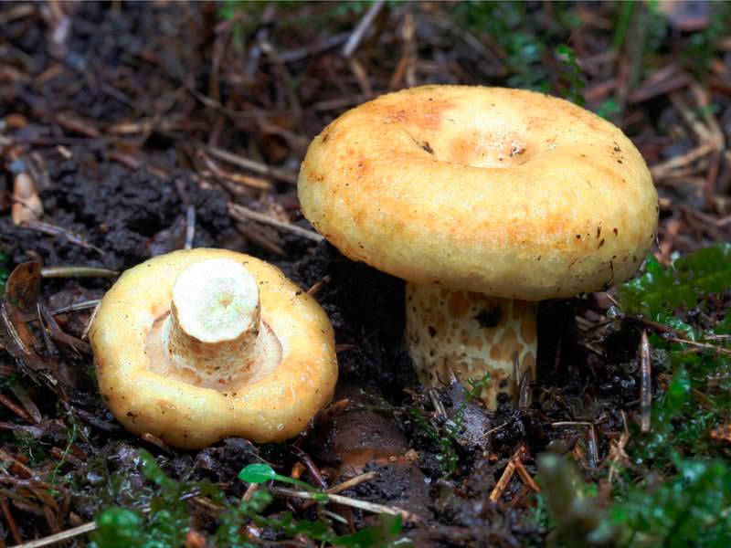 Грузди высоко ценятся благодаря высокому содержанию белка, который достаточно хорошо усваивается организмом человека