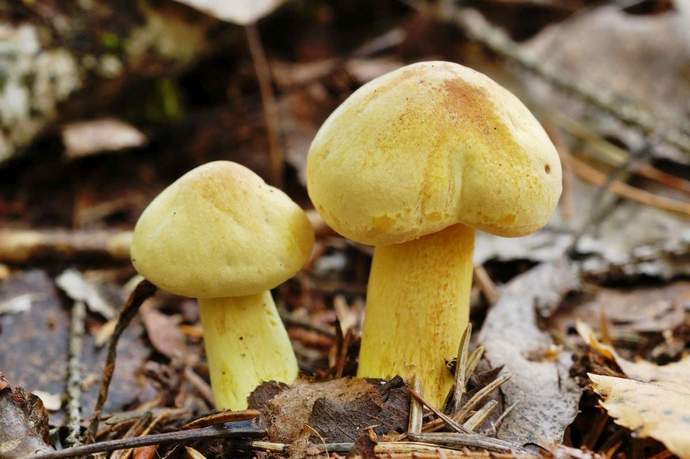 Массовый пик плодоношения смертельно ядовитых и несъедобных грибов приходится как раз на последний месяц лета