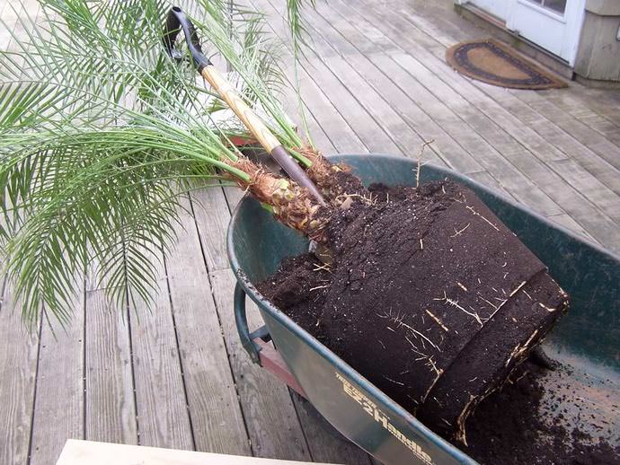 Взрослые экземпляры пересаживаются с заменой цветочного горшка каждые три года