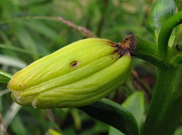 Разные сорта и виды Lilium обладают различной устойчивостью к болезням и повреждению вредителями, поэтому следует систематически проводить осмотры растений и при обнаружении первых признаков поражения проводить обработку.