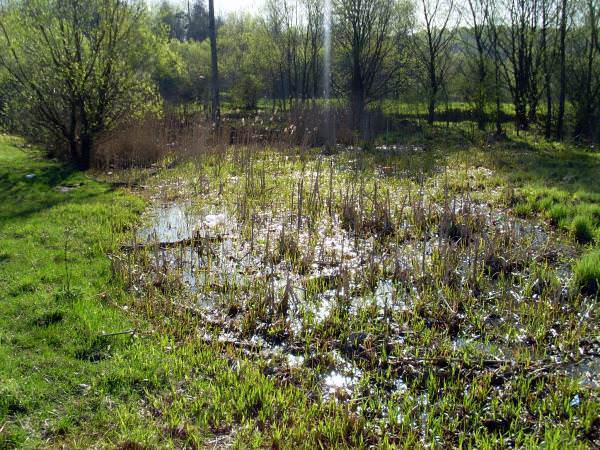 Заболоченный участок, что делать