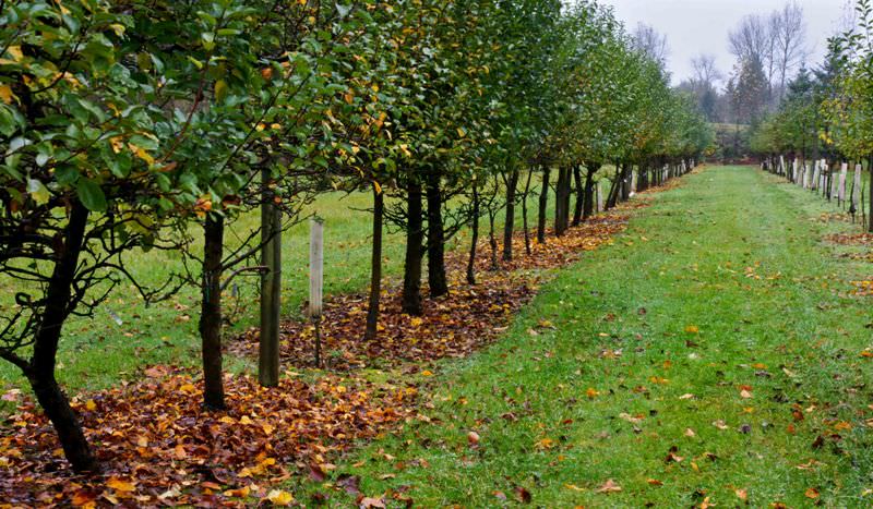 Посеяв в междурядьях траву, можно получить ряд преимуществ