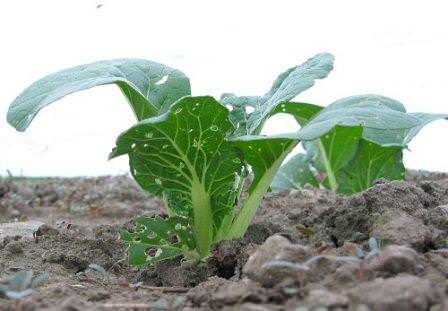 Даже у такого непривередливого растения, редиса существует немало вредителей и заболеваний