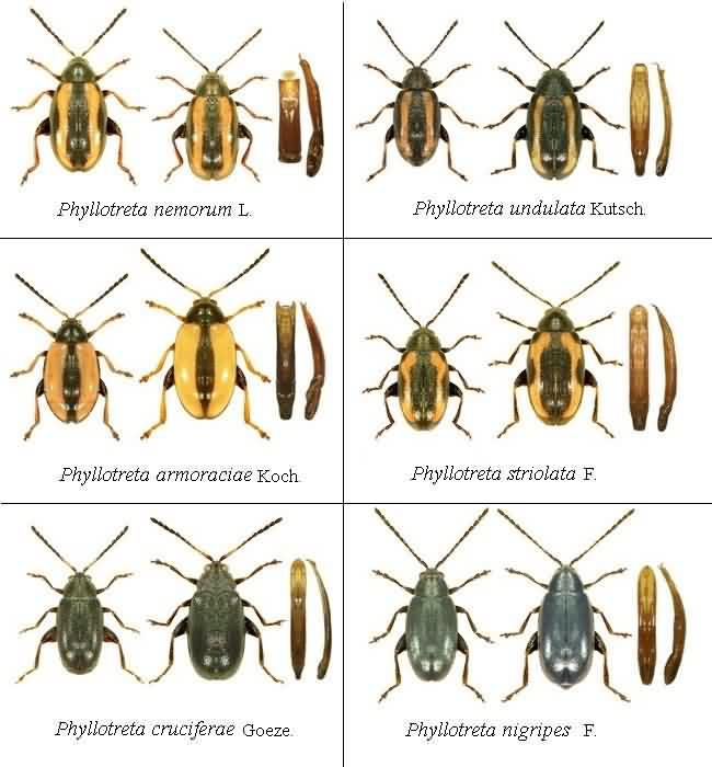 Главный вредитель у редиса – это крестоцветные блошки они предпочитают сухую и тёплую погоду