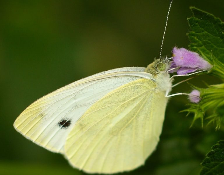 Сильно вредят растению гусеницы бабочек белянок