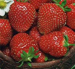 Земляника Настенька F1 имеет только положительные отзывы от опытных огородников