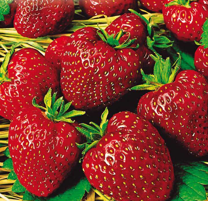 Земляника Настенька подходит как для выращивания в открытом грунте, так и для теплиц