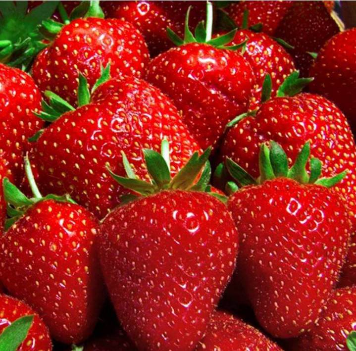 Первое преимущество — это высокая устойчивость к засухе и холодным зимам. Второе — растения имеют хороший иммунитет к болезням