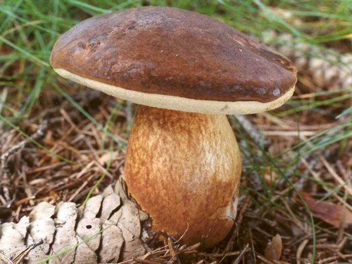 Boletus badius формирует микоризы с хвойными деревьями, а также часто произрастает под елями, буком и дубом