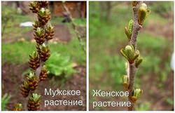 Облепиха обладает двумя типами почек